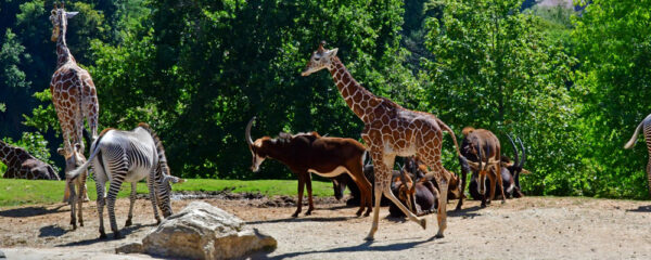 parc animalier en Auvergne