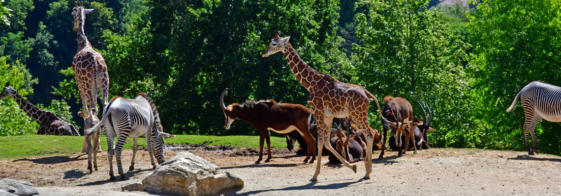 parc animalier en Auvergne